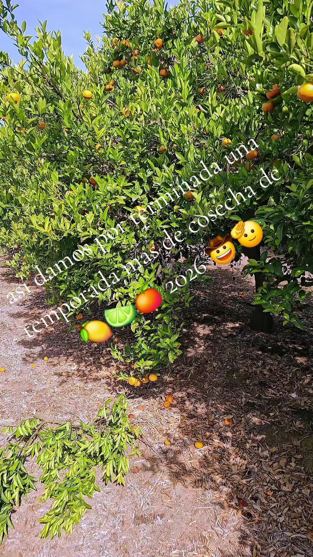 @fulgencio🤠