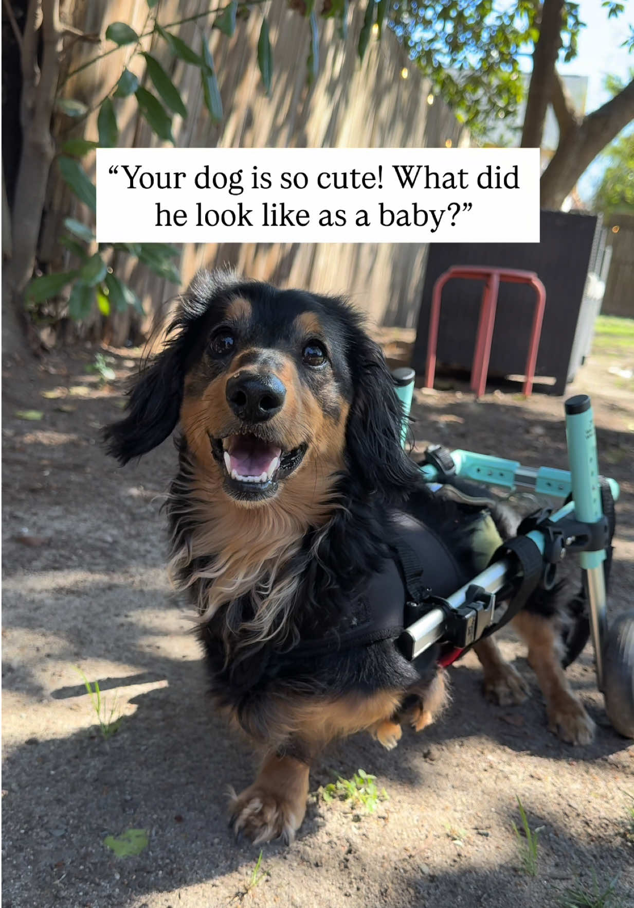 @Henry the mini dachshund