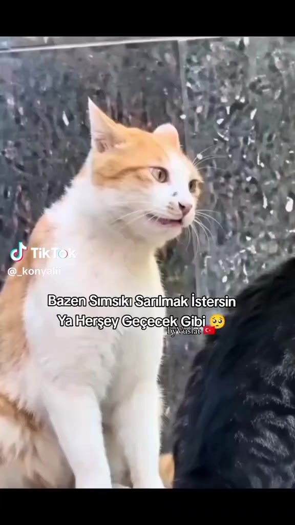 @Selami Pekmezci