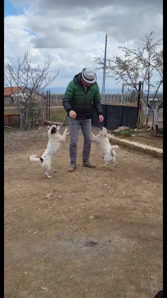 @TOLGA