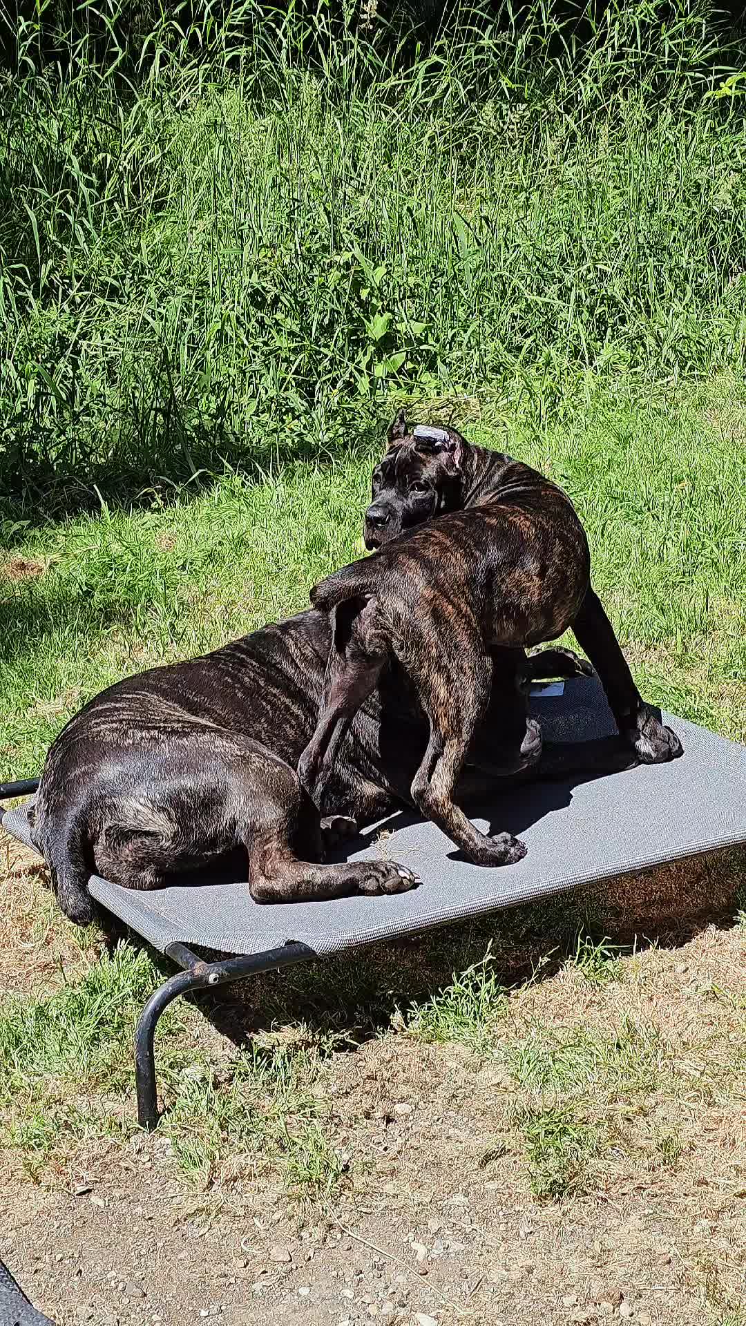 @SalmonCreekCaneCorso