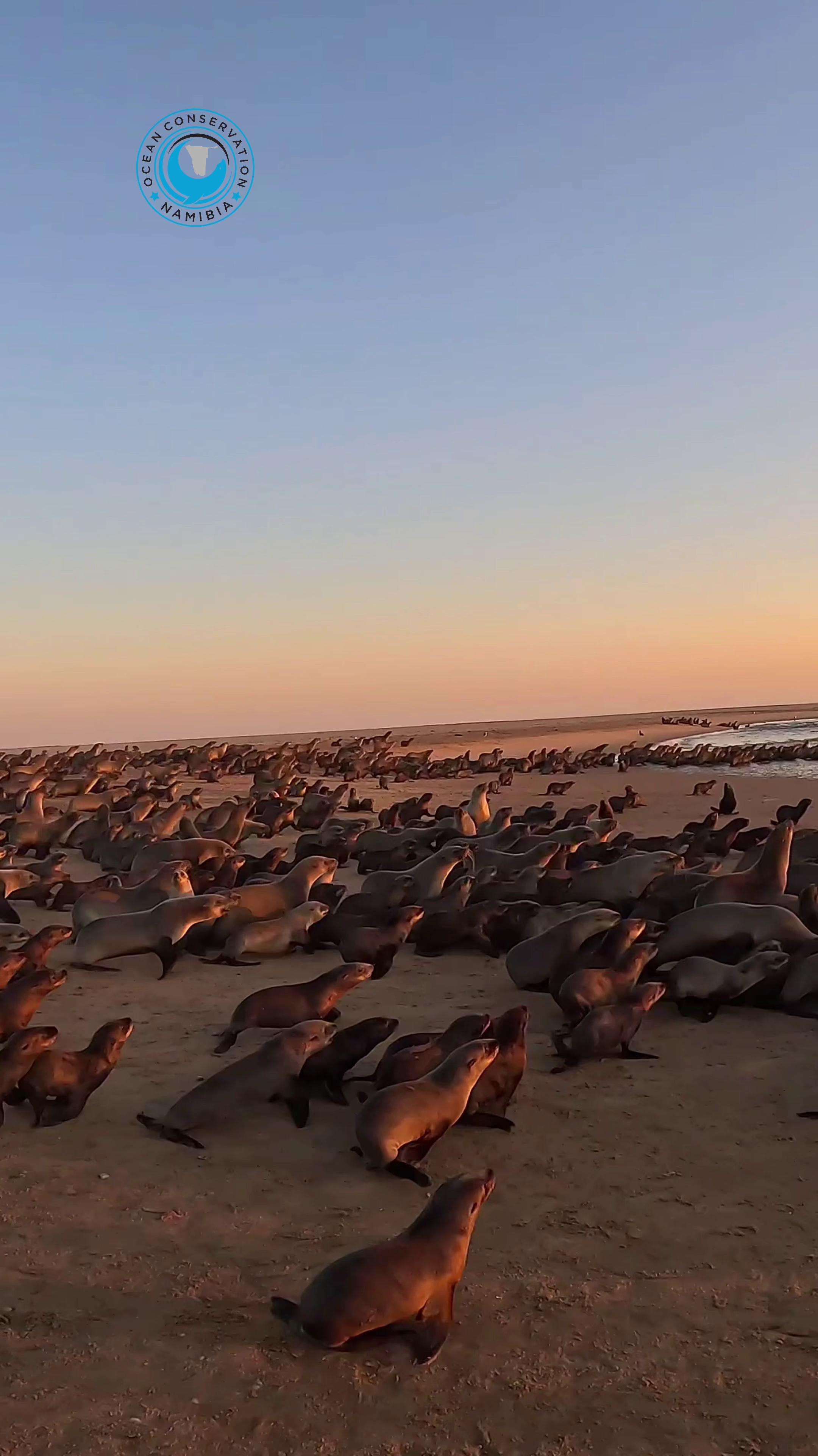 @Ocean Conservation Namibia