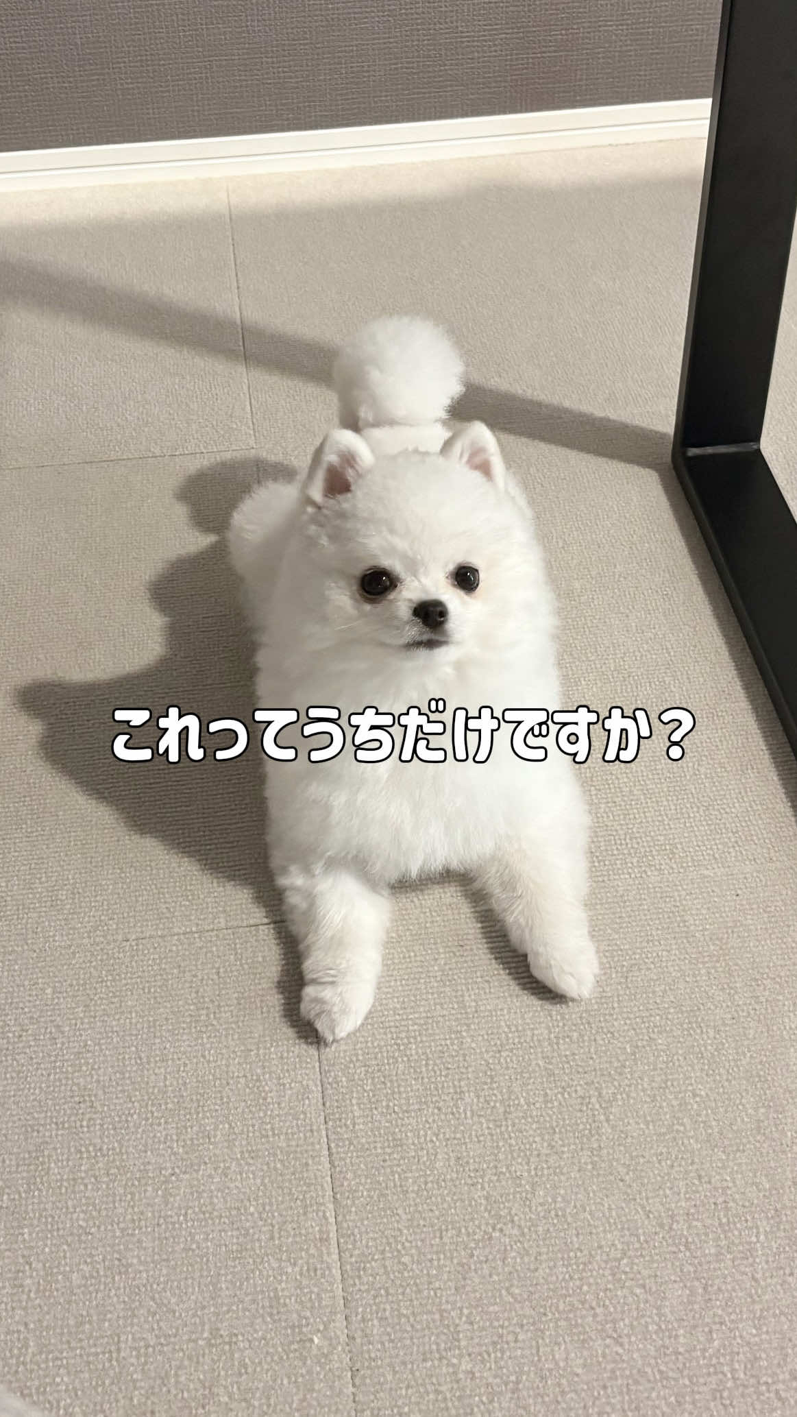 @ポメラニアンのミル🍼