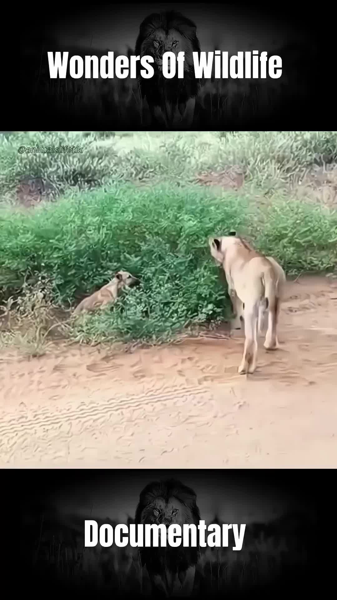 @𝐀𝐧𝐢𝐦𝐚𝐥𝐬 𝐋𝐢𝐟𝐞