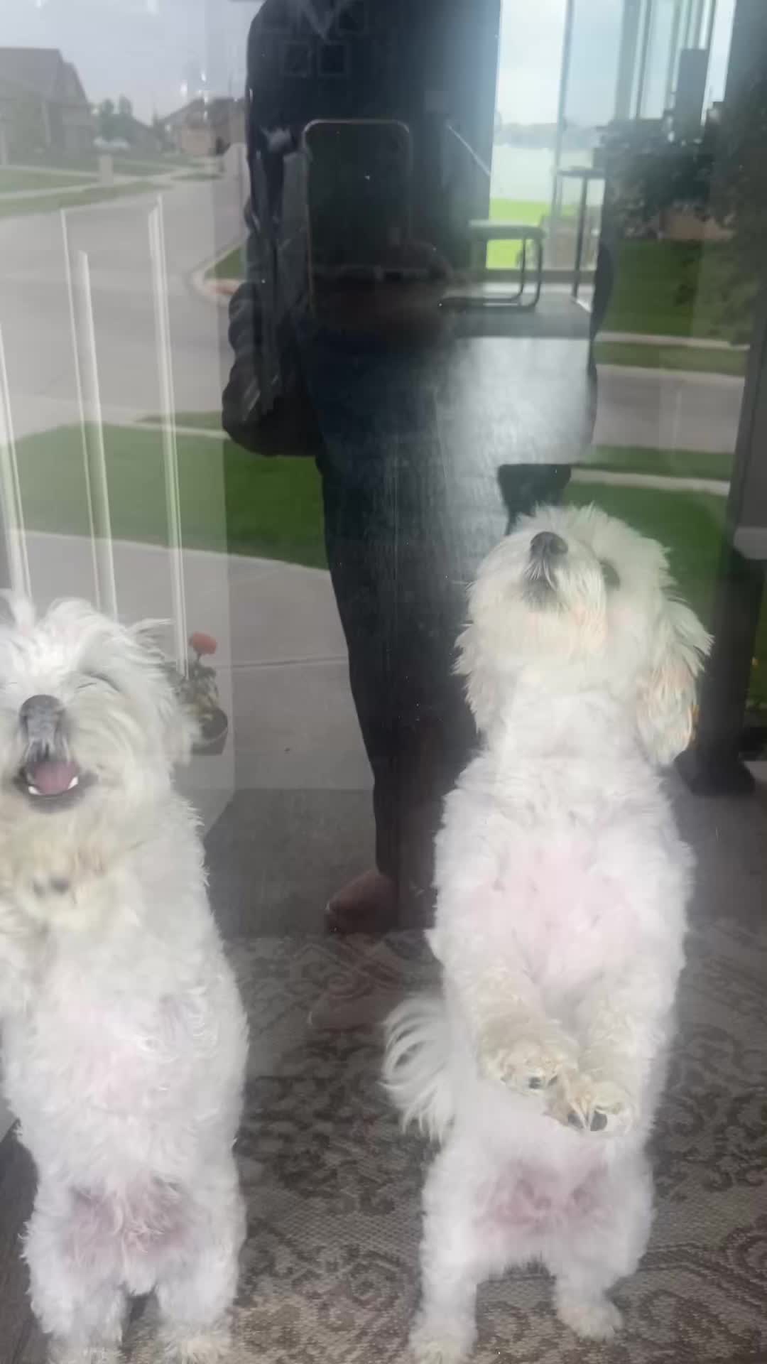 @Messi The Dog