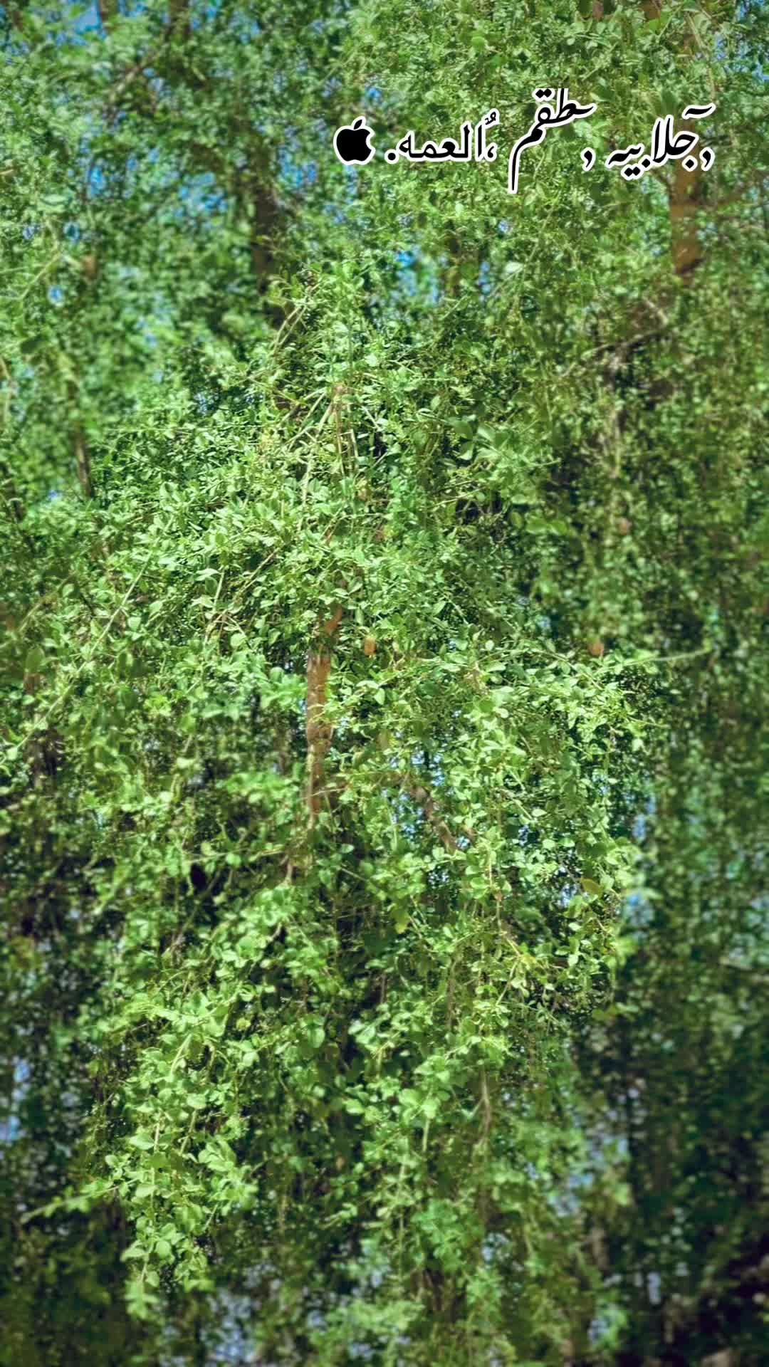 @,ٓاخو ,ٓعموري 