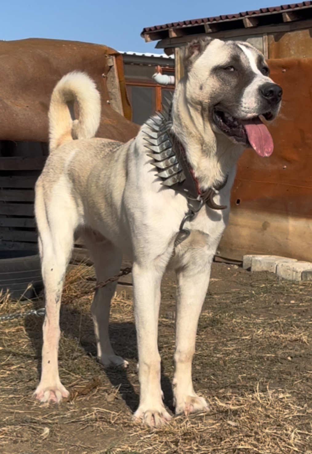 @💥K&ouml;rpe Kennels💥
