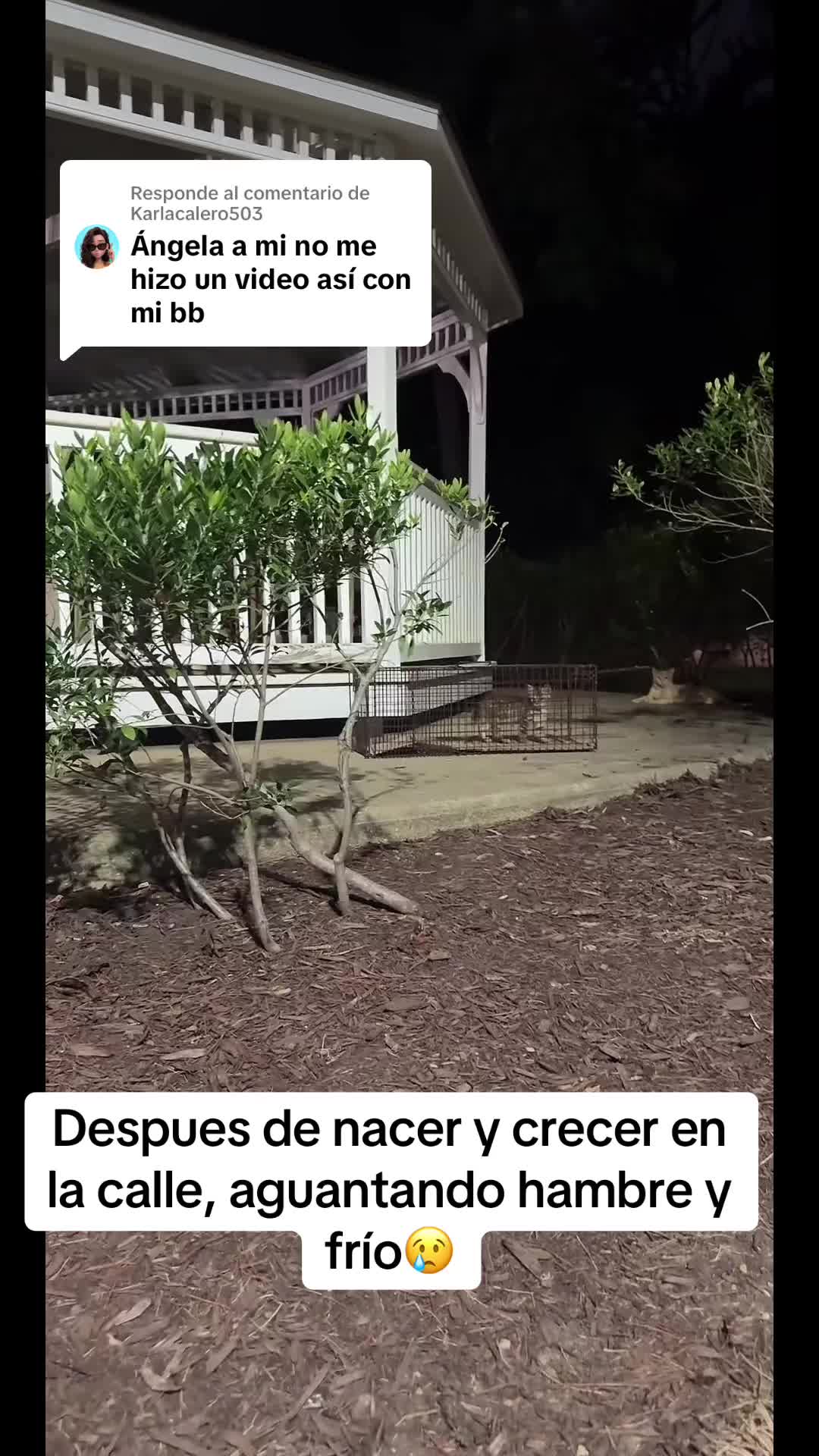 @rescatados por Chase