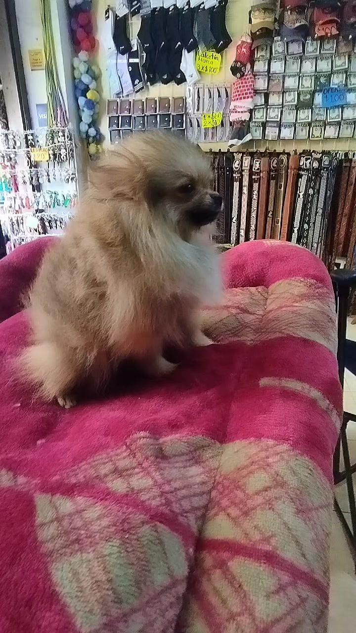 @olimpokennels