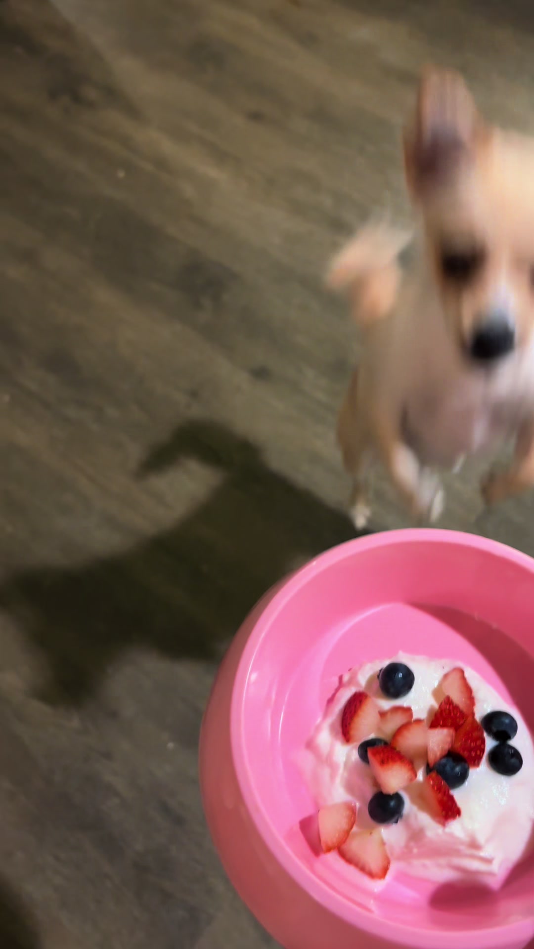 @🐕🐾MayaTheChihuahua🐾🐕