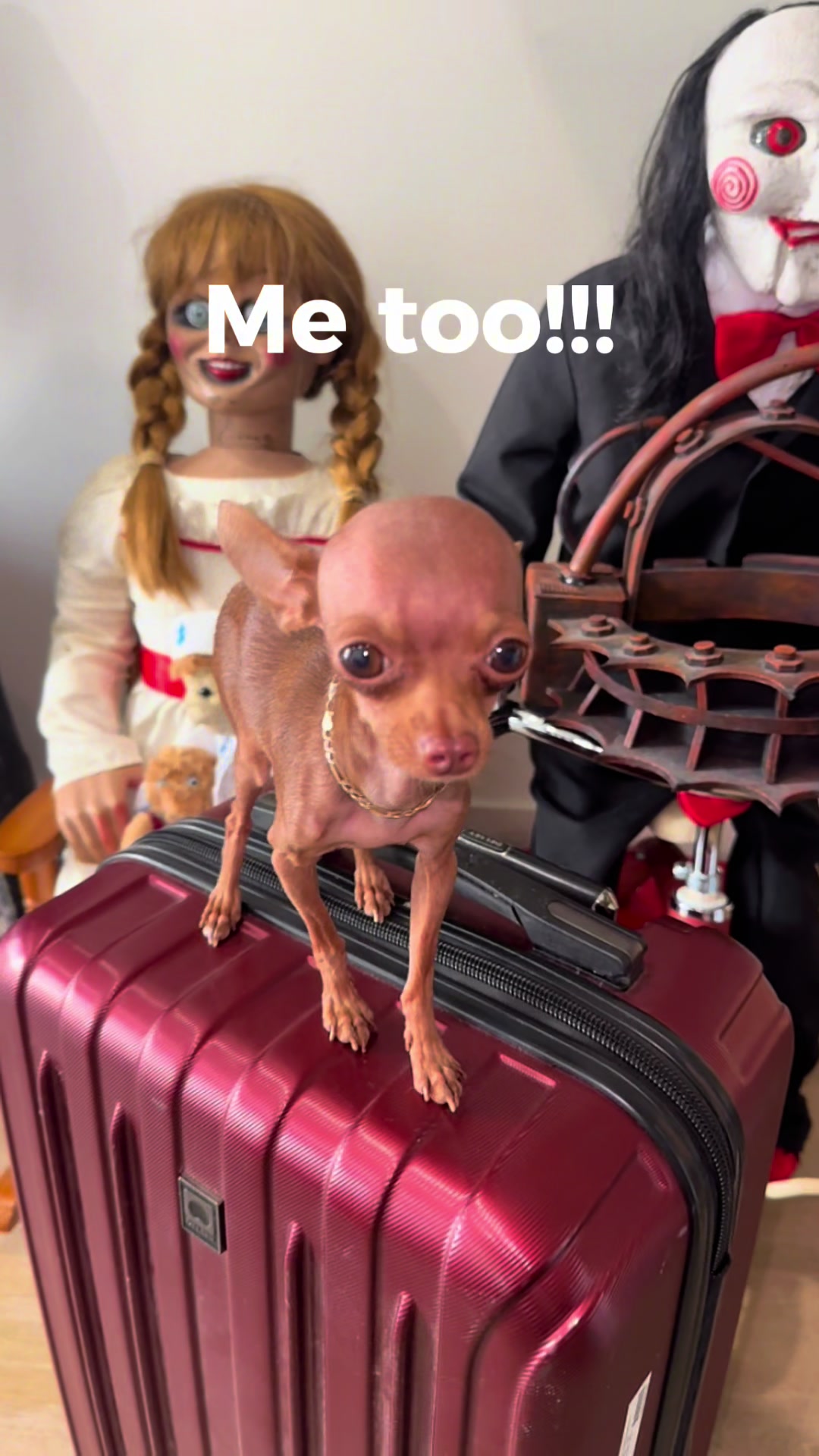 @mini.mew.offical