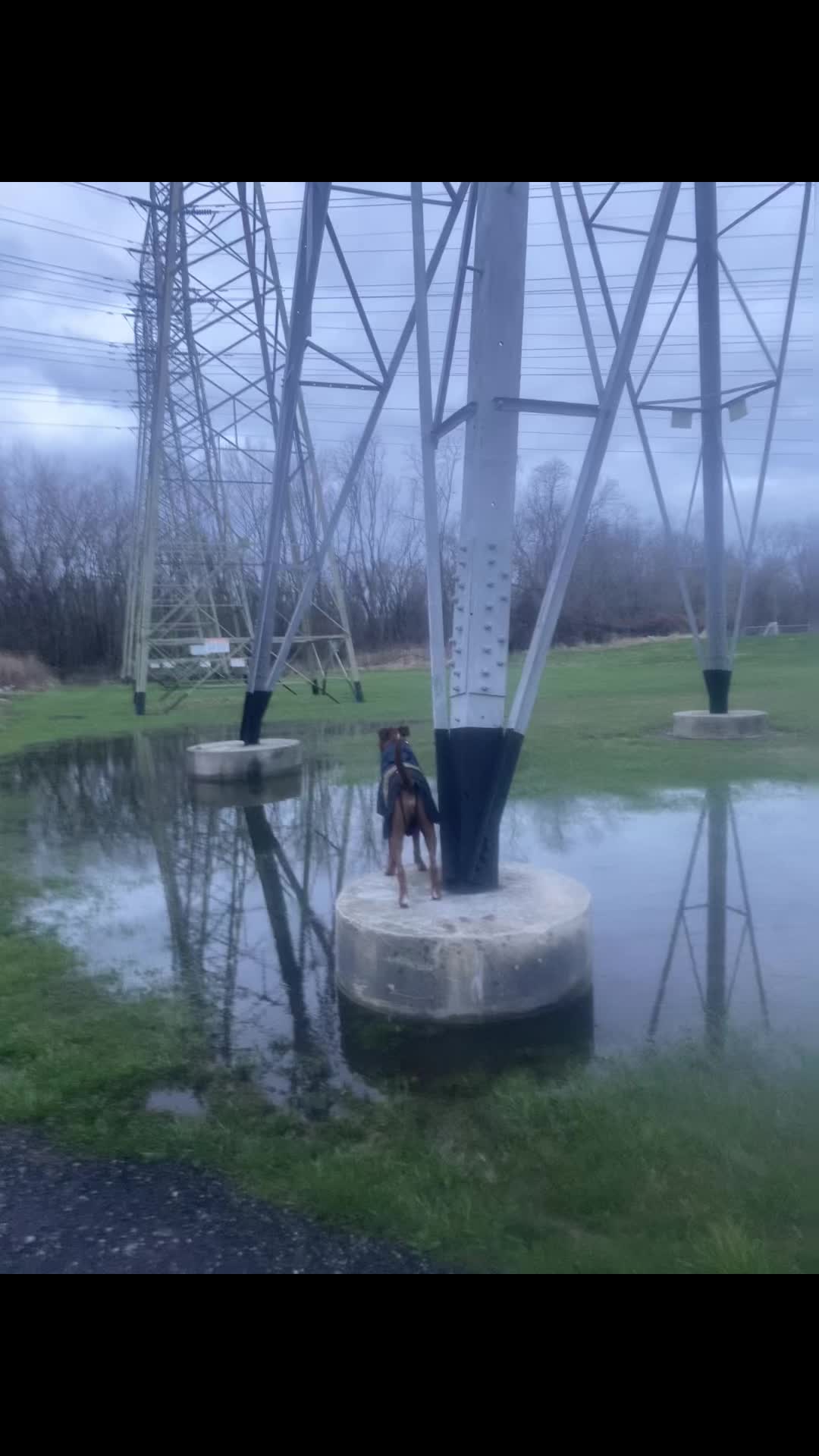 @Clyde the Boxermix
