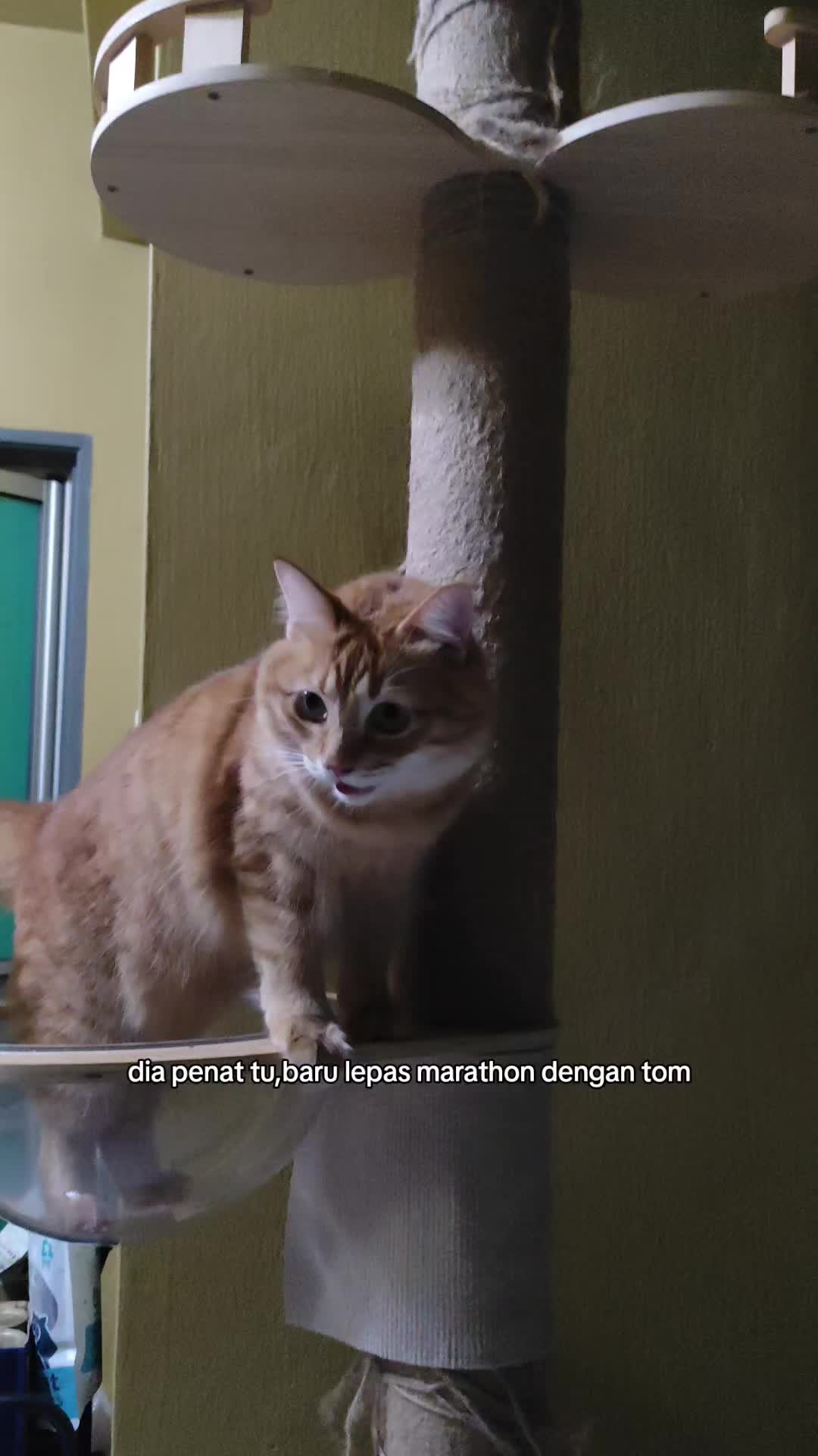 @Omma Kucing 🇲🇾🍉