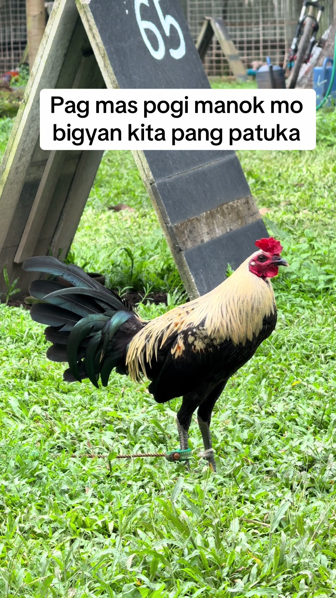 @LA GAME FARM