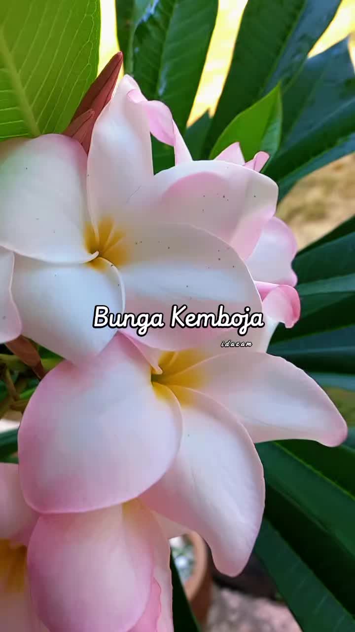 @aidaida1508