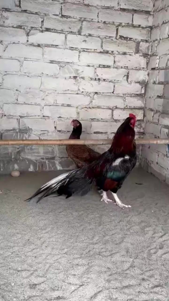 @꧁༒☬ঔৣ 𝓐𝓼𝓮𝓮𝓵ঔৣ☬༒꧂
