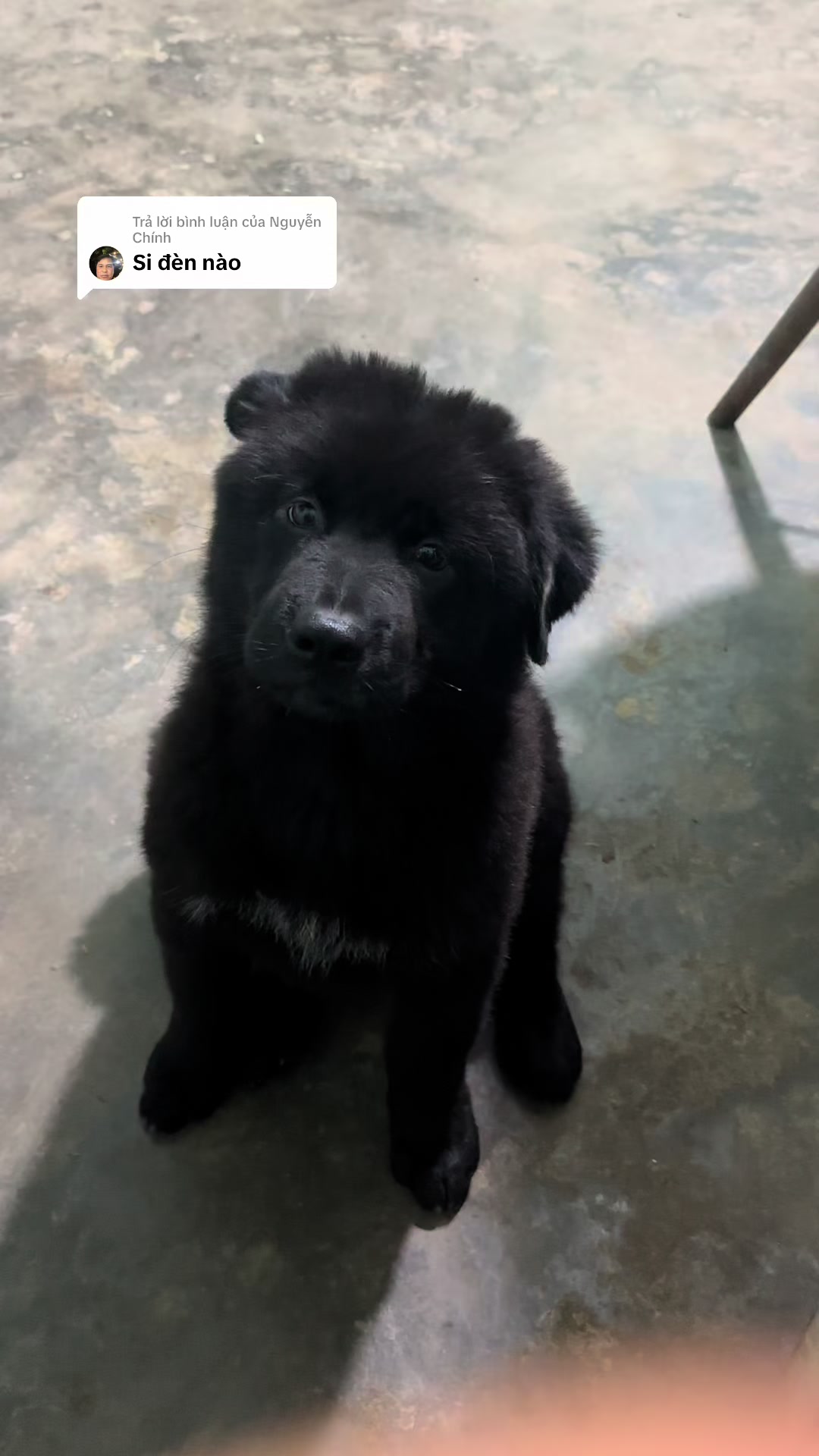 @Khi N&agrave;o Trắng Th&igrave; Đổi T&ecirc;n(Đen)