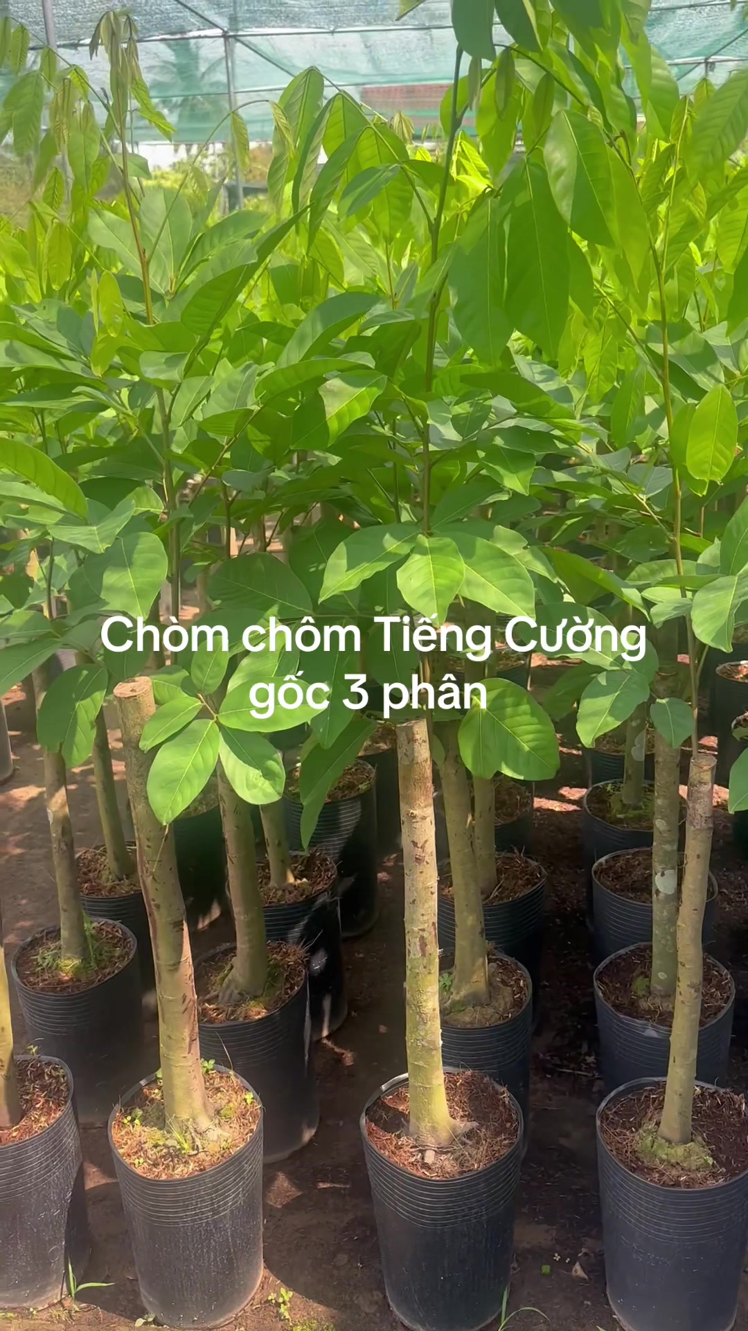 @Hùng Chương STCG Welofarm