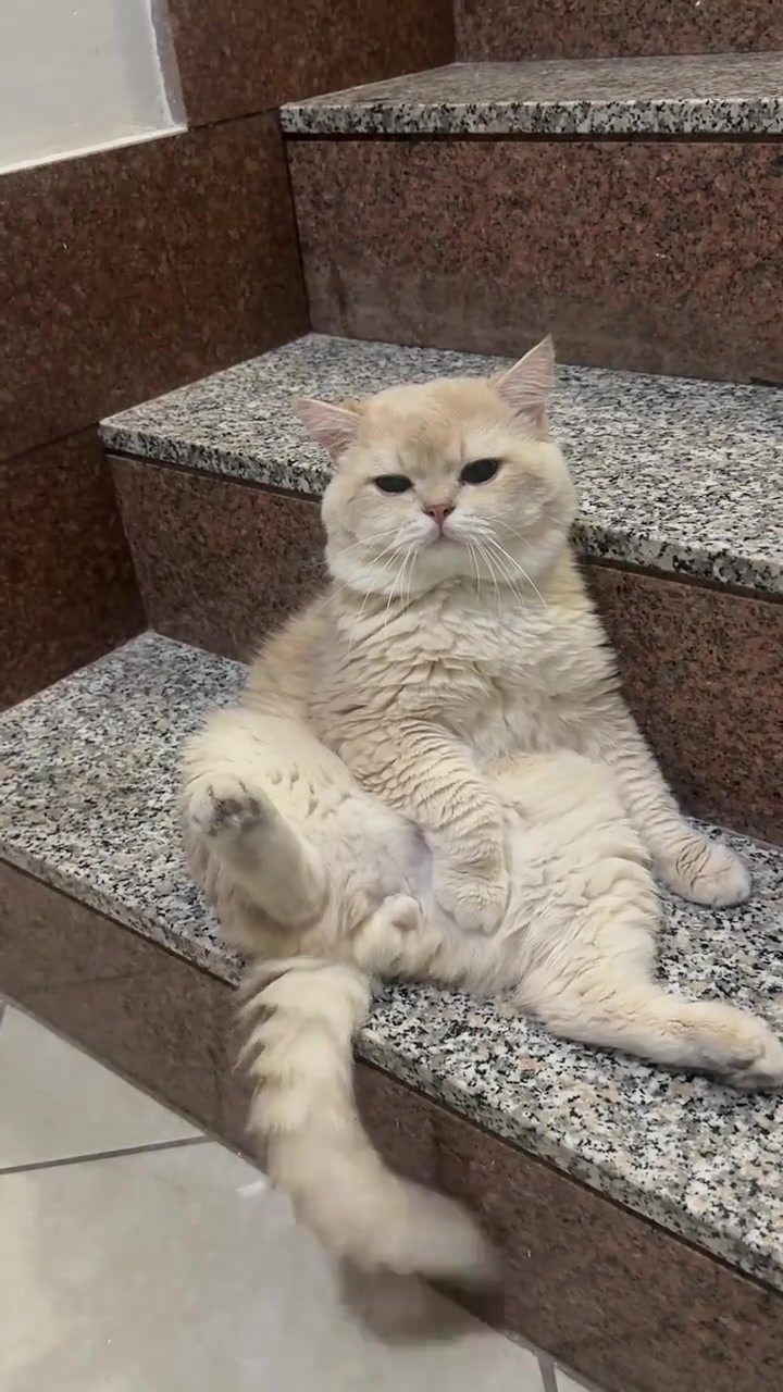 @Skibidi Cat