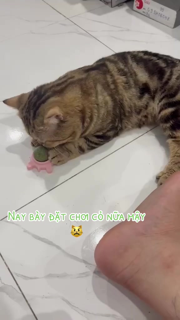 @babiGon