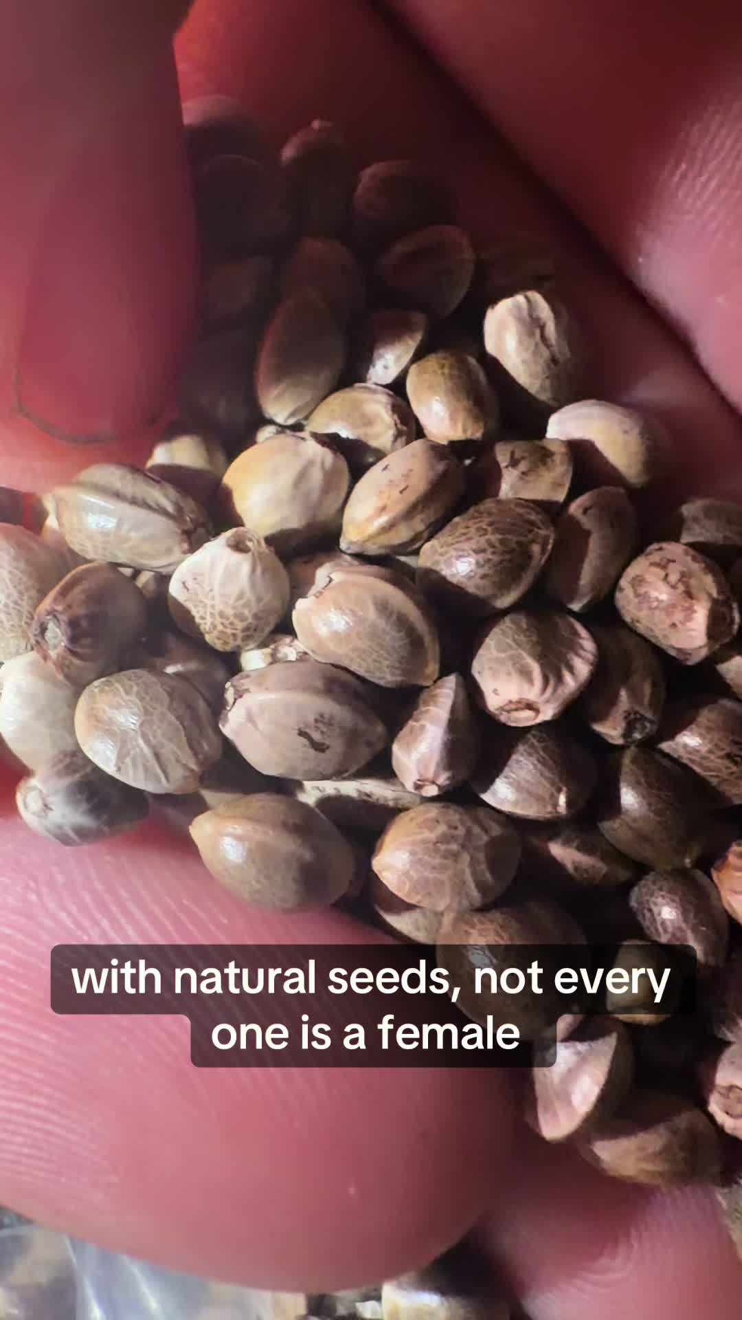 @SEEDTIVA