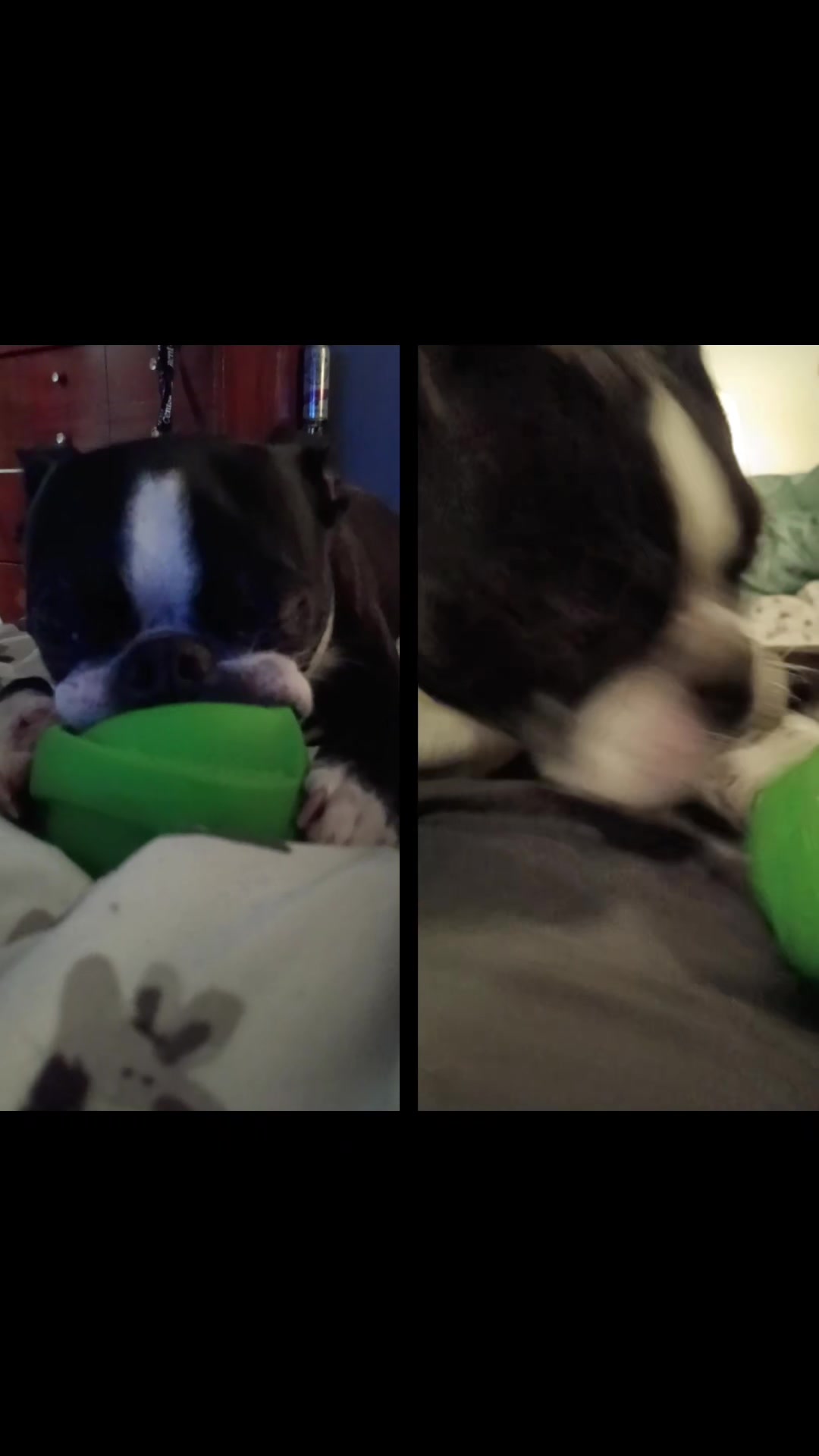 @Ruby the Boston Terrier-G7