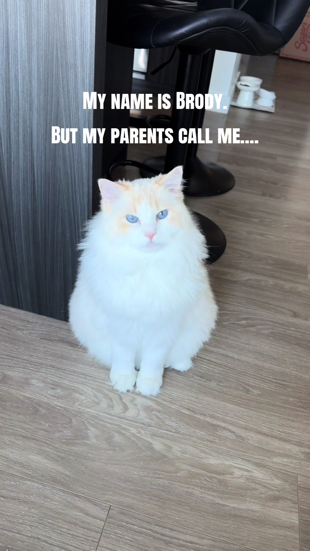 @Brody The Ragdoll Cat