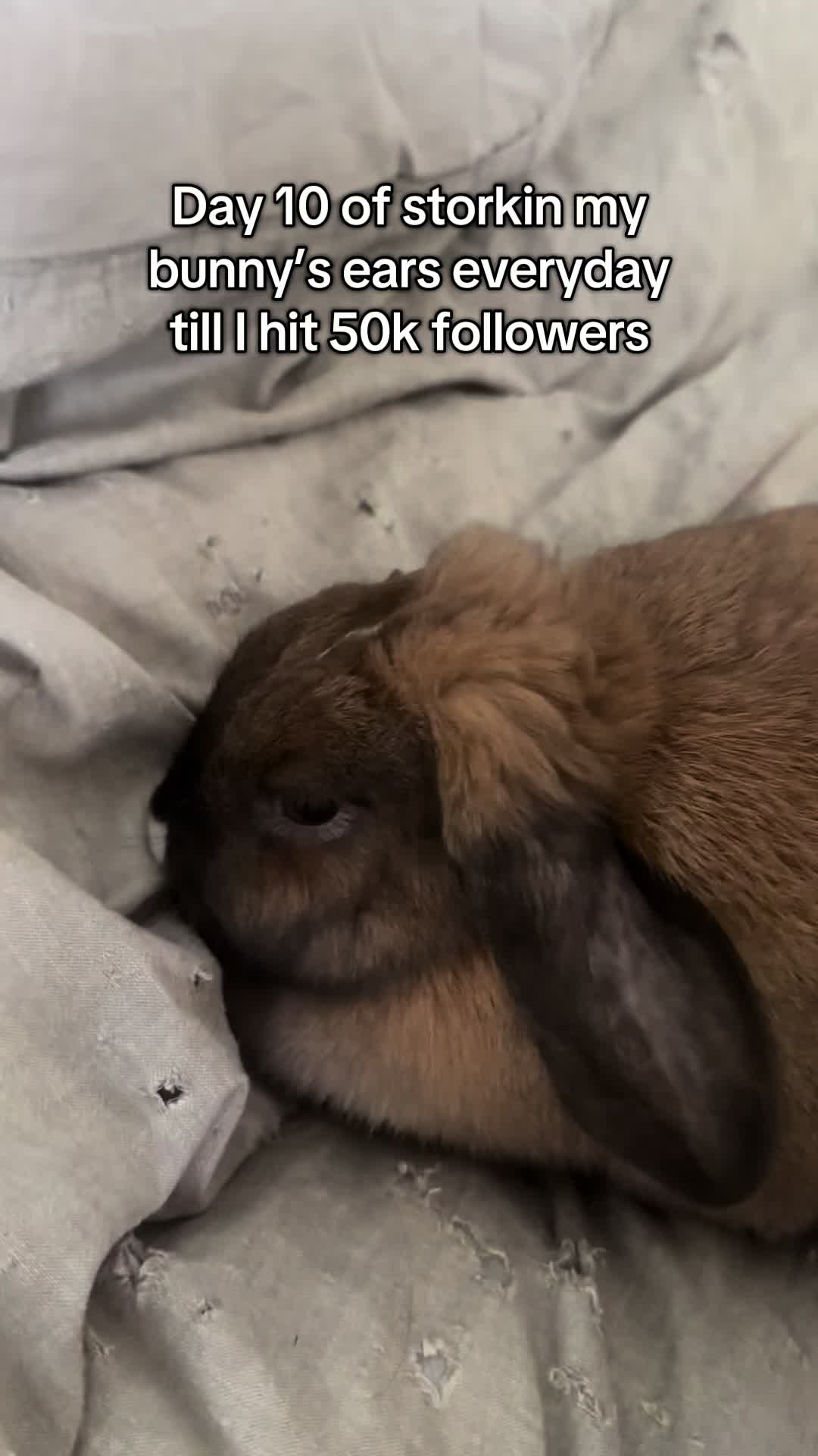 @honeythebunny24