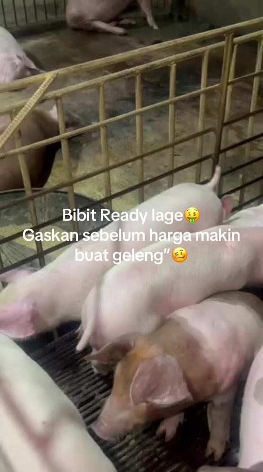 @Twinspiggyfarm01