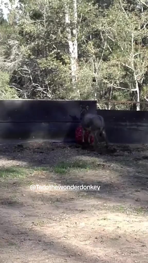 @Tacothewonderdonkey