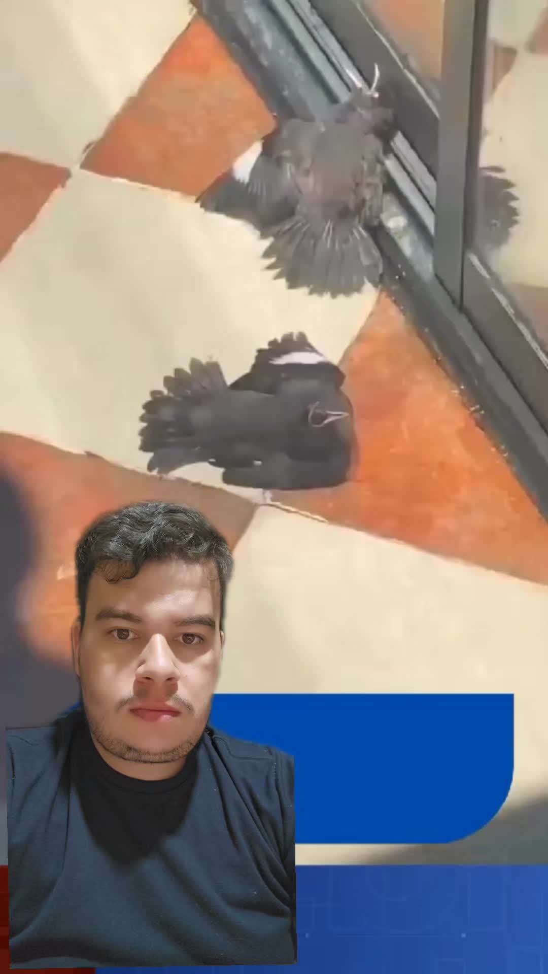 @TV Z7 BRASIL