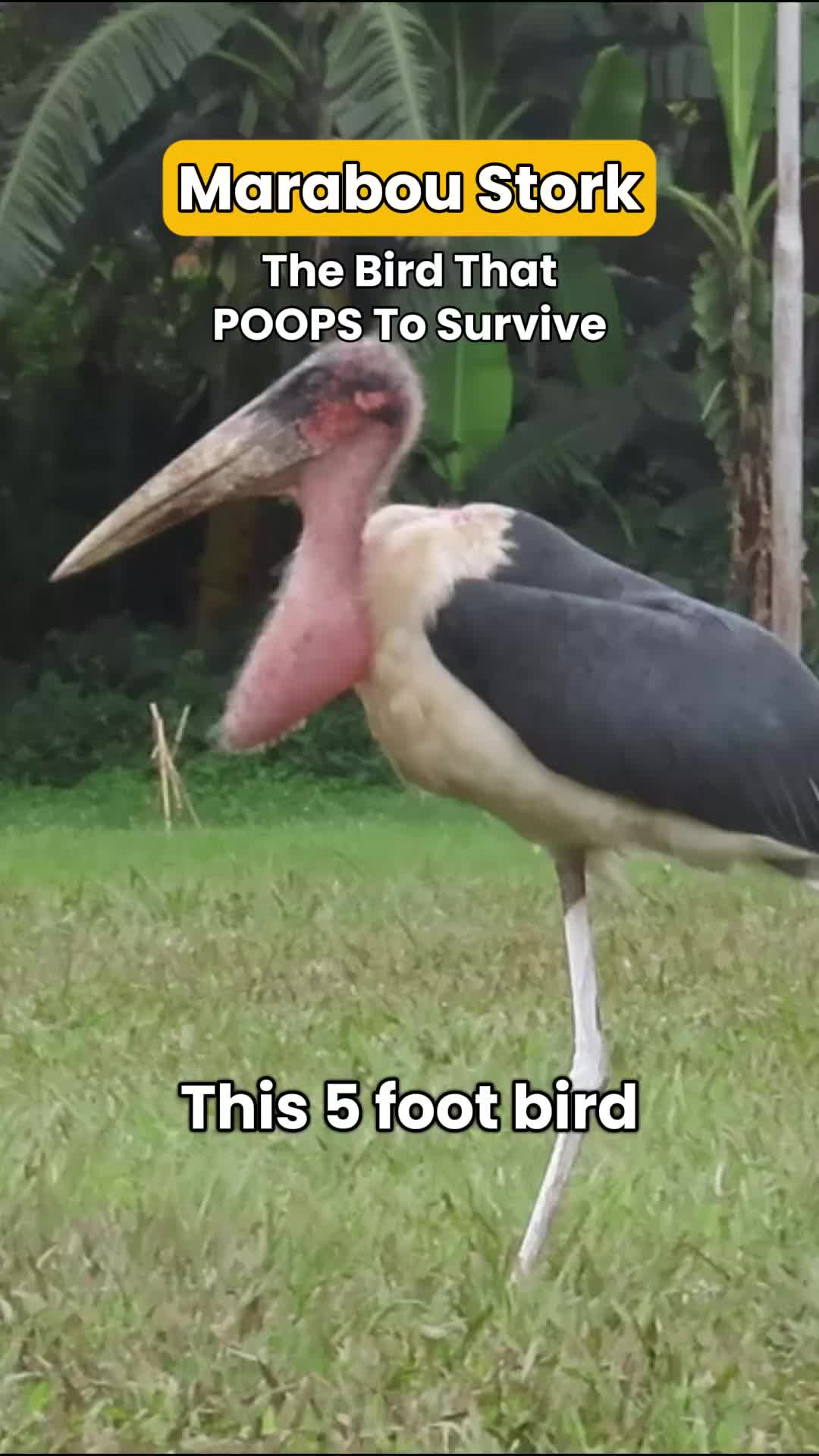 @thebirdlens
