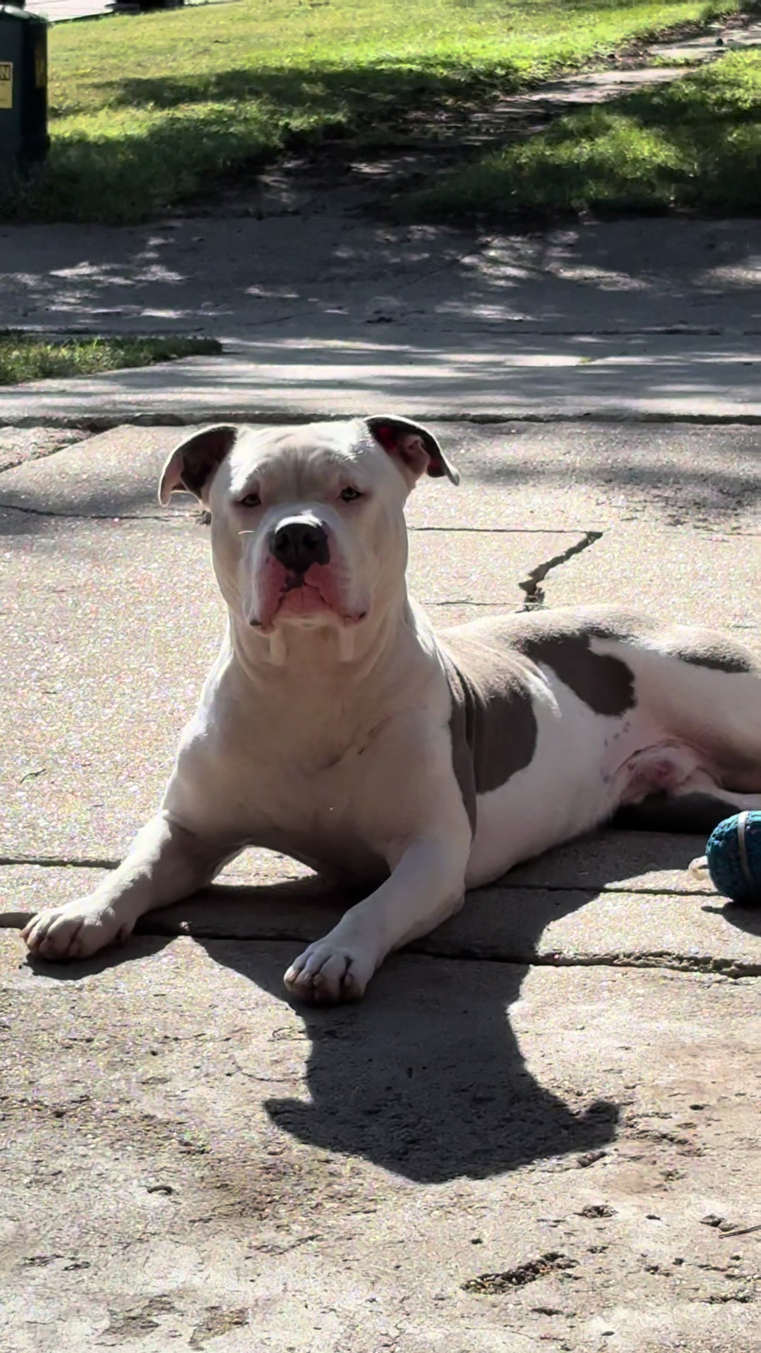 @@losbaby🐶🤍🖤💙