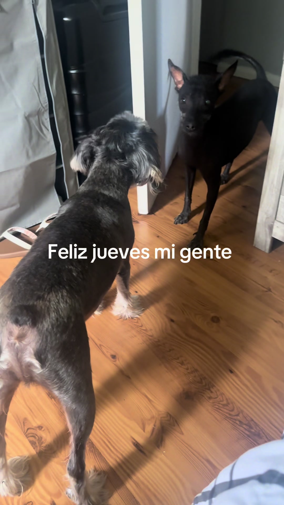 @Elcharitoopemex