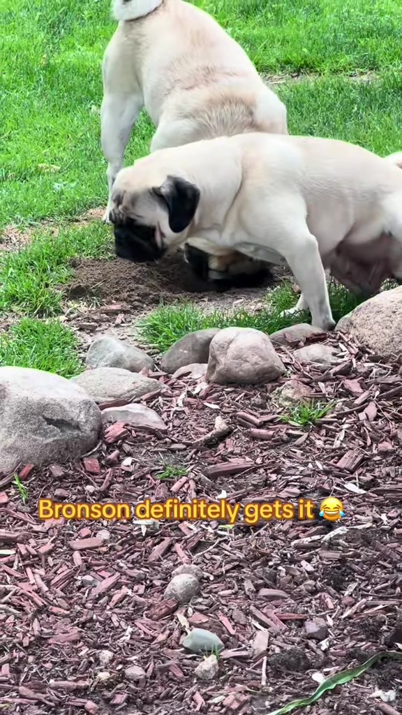 @Pugaddict