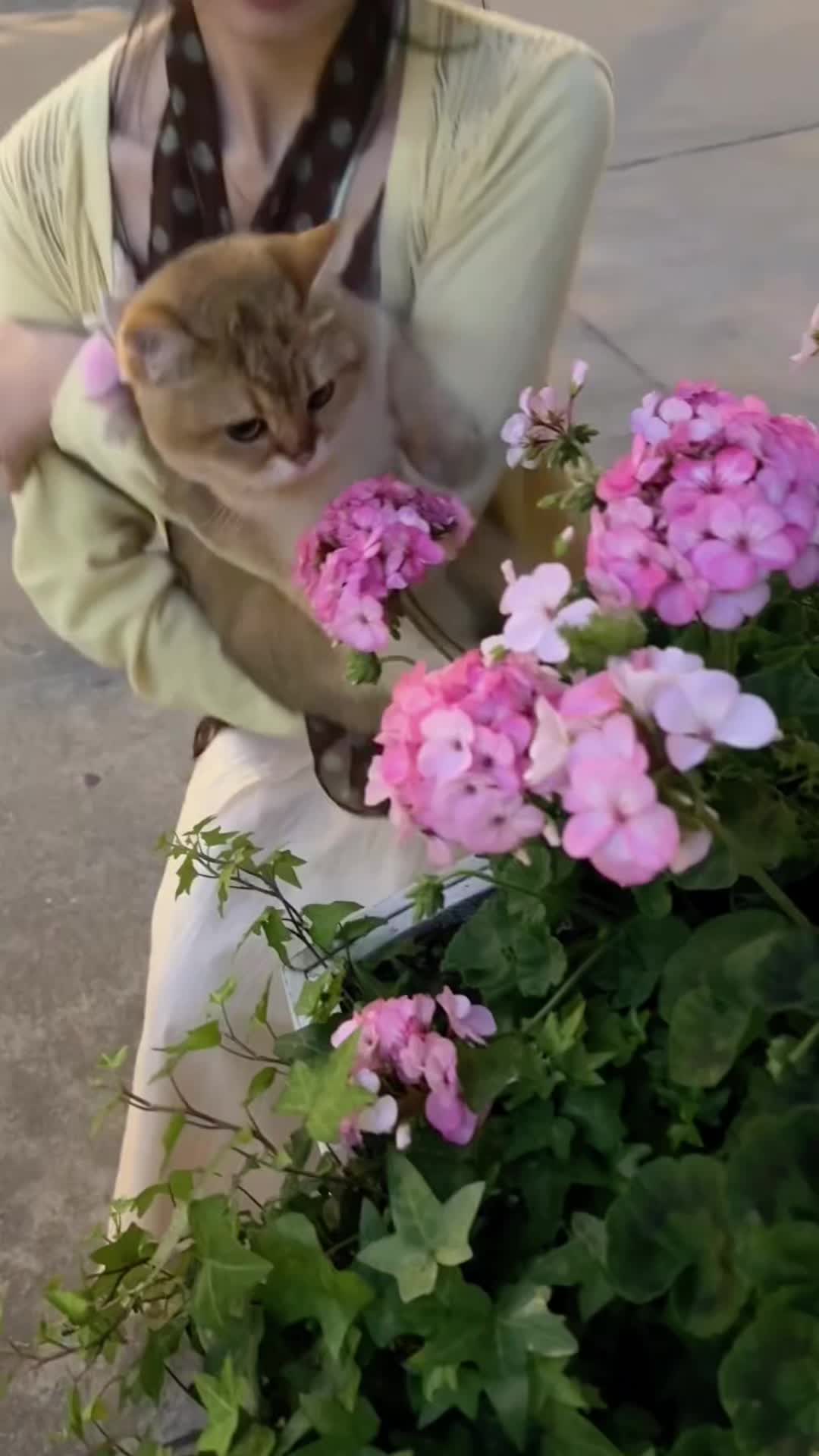 @cutekitten37