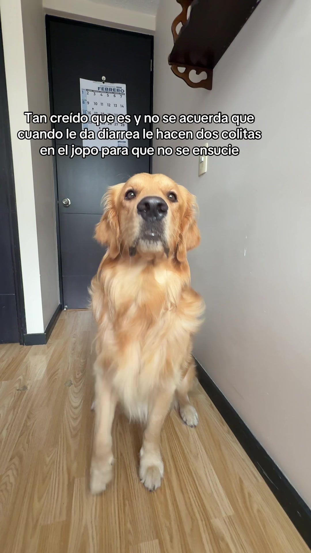 @Soy Milo 🐶
