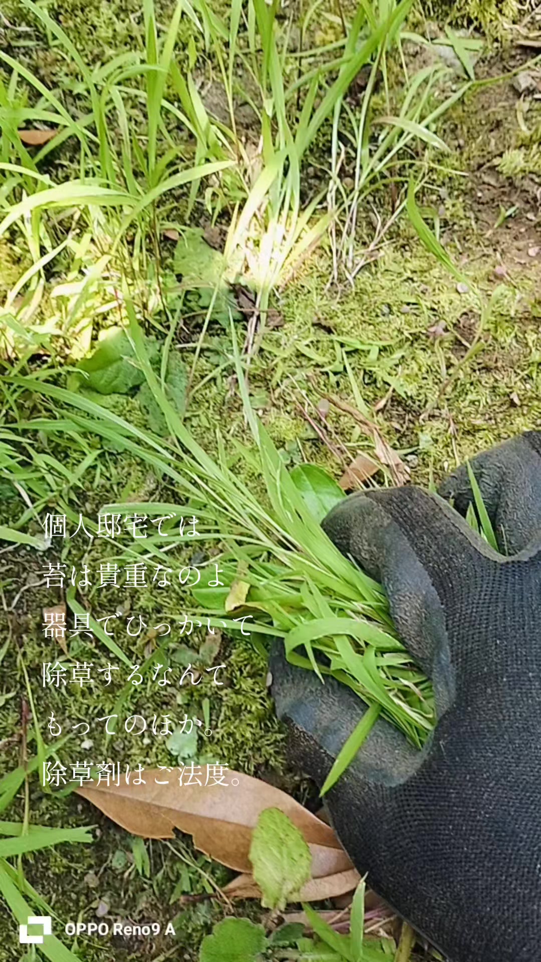 @🌿ありごれん🌿薬草🌿