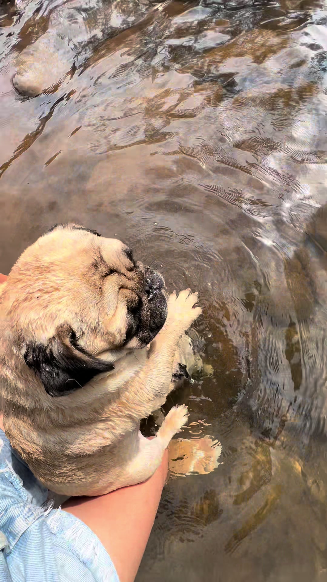 @pugSofyHarry
