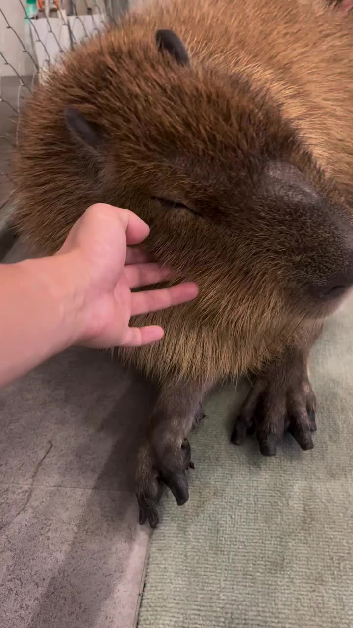 @Capybarabaramedia