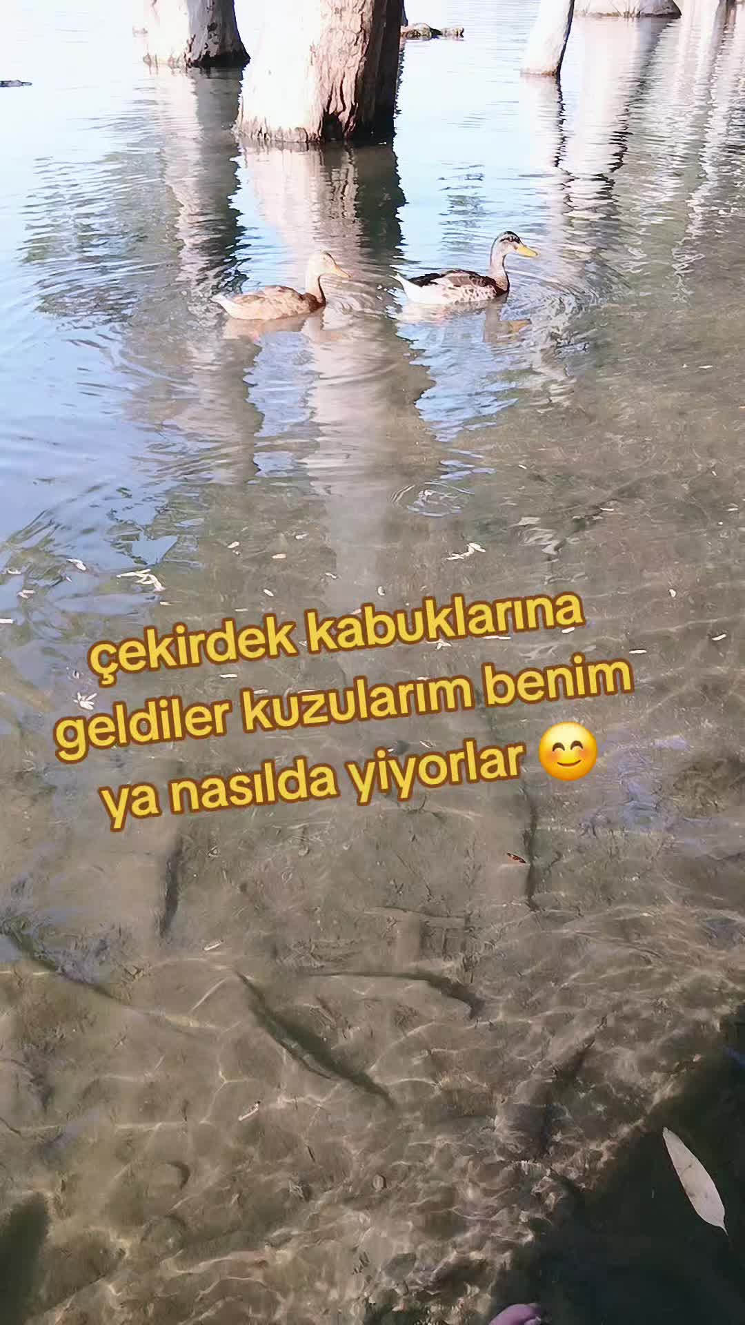 @Elif yeşilbaş karacan