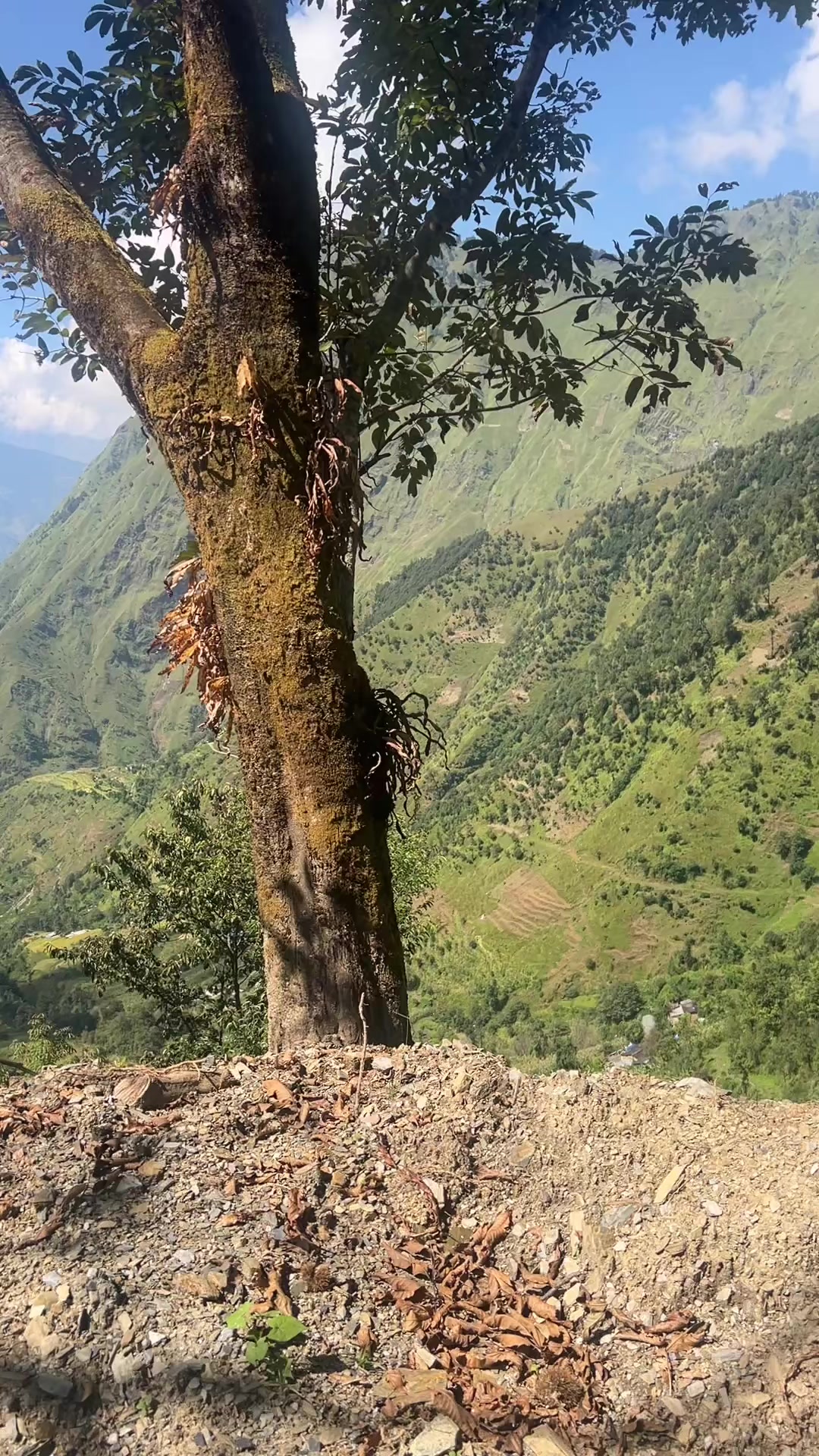 @थिँयाल 🌿