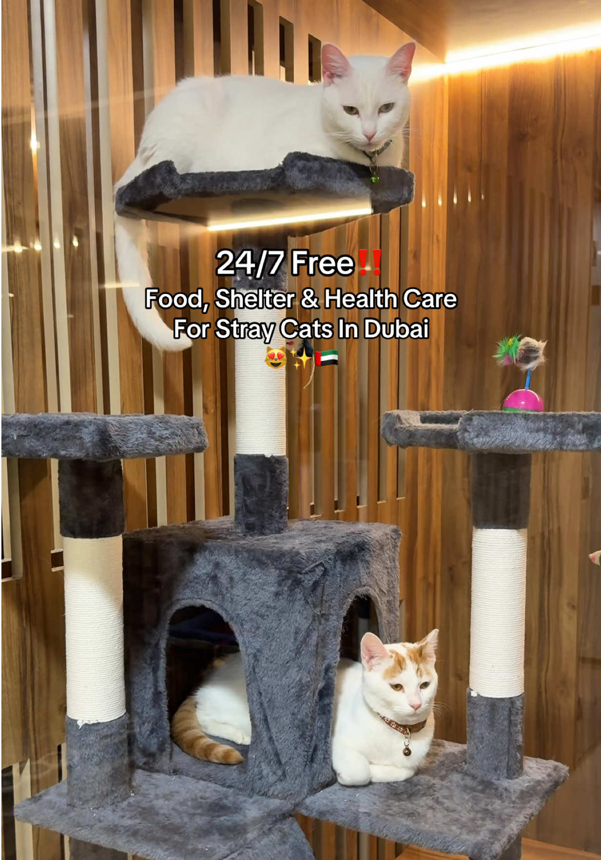 @Viral Dubaii