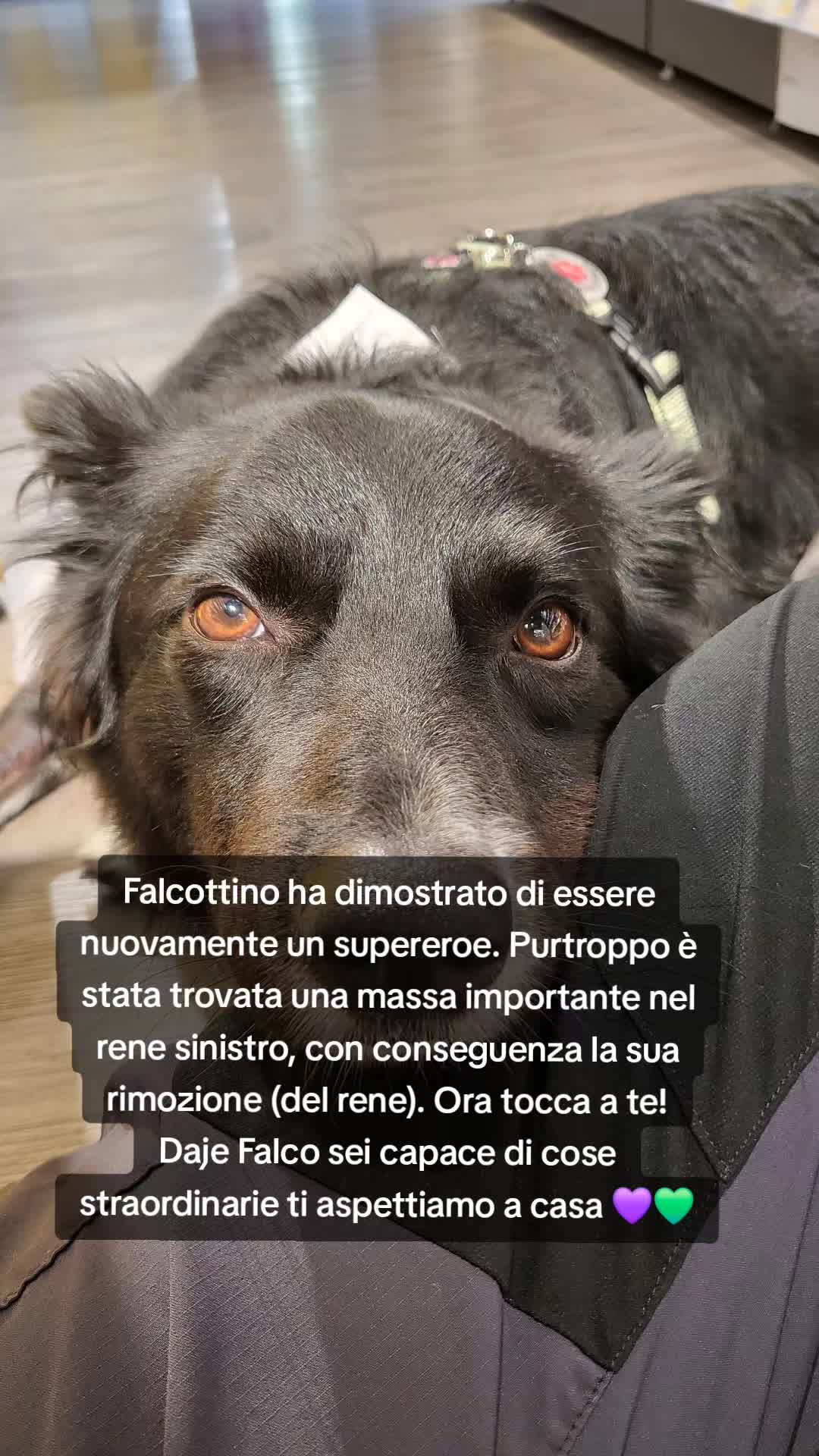 @Service dog Falco 🐾🦅🌈