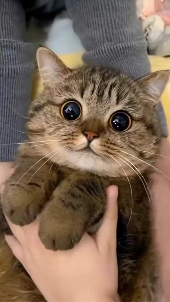 @Chonky World Of Cats