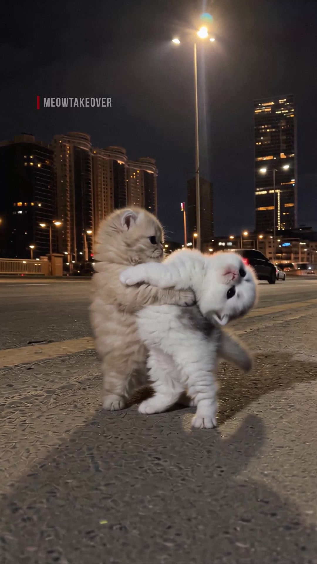 @meowtakeover