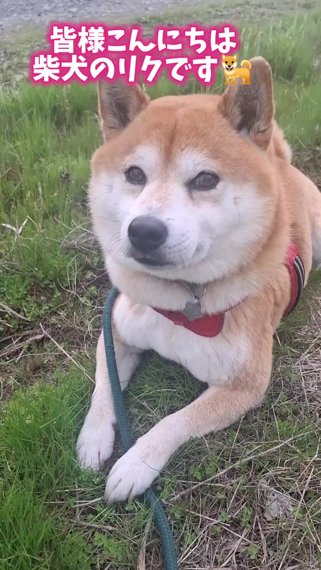 @柴犬リクママ