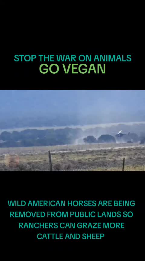 @advocate4animals