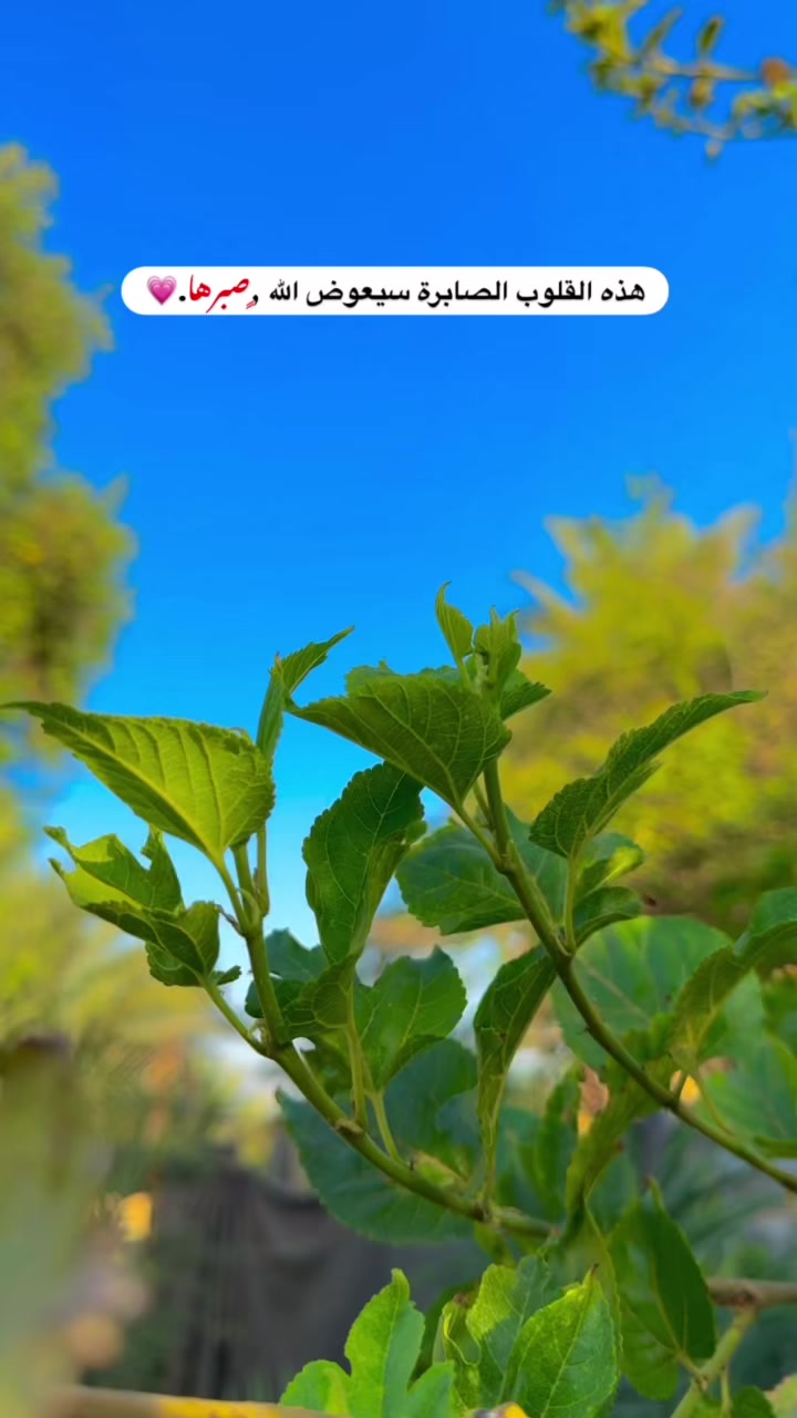 @علاوي