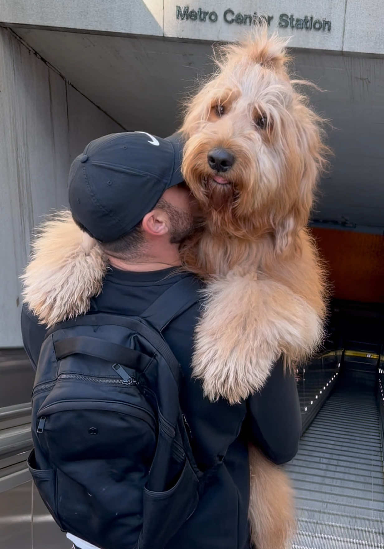 @Brodie The Goldendoodle